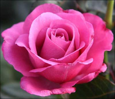 j'aime les rose